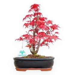 Acer Palmatum Deshojo - Esdoorn - 33 cm