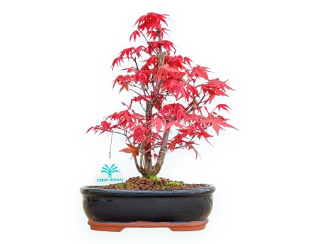 Acer Palmatum Deshojo - Arce - 33 cm