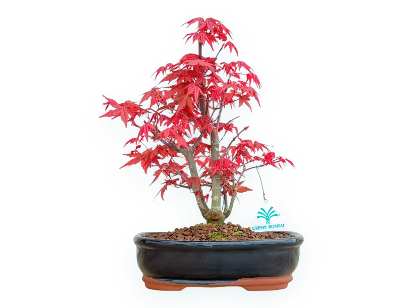 Acer Palmatum Deshojo - Maple - 33 cm