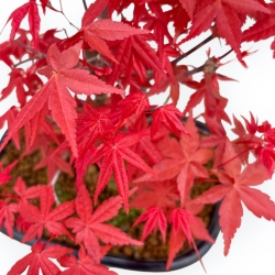 Acer Palmatum Deshojo - Esdoorn - 33 cm