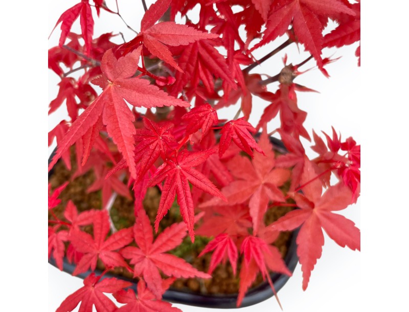 Acer Palmatum Deshojo - Arce - 33 cm