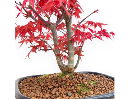Acer Palmatum Deshojo - Érable - 33 cm