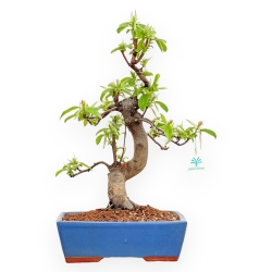 Pseudocydonia Chinensis - Apple Tree - 50 cm