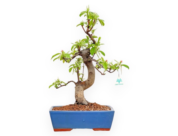 Pseudocydonia Chinensis - Cognassier - 50 cm