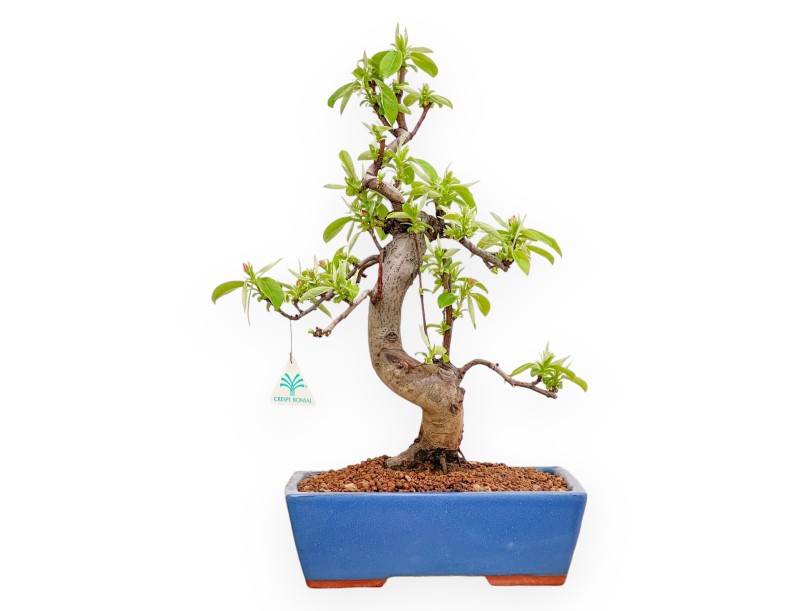 Pseudocydonia Chinensis - Apple Tree - 50 cm