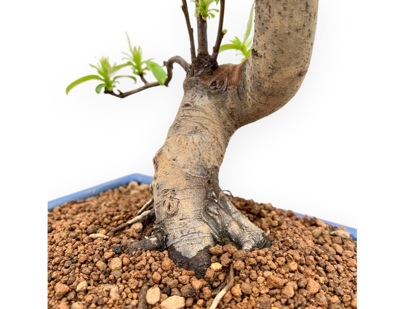 Pseudocydonia Chinensis - Cognassier - 50 cm