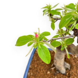 Pseudocydonia Chinensis - Apple Tree - 50 cm