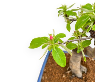 Pseudocydonia Chinensis - Apple Tree - 50 cm