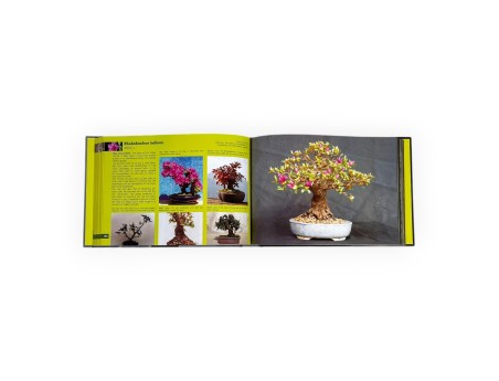 bonsai-shohin-passion-roland-schatzer