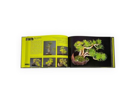 bonsai-shohin-passion-roland-schatzer