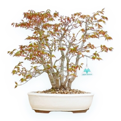 Acer Palmatum Deshojo - Ahorne - 40 cm