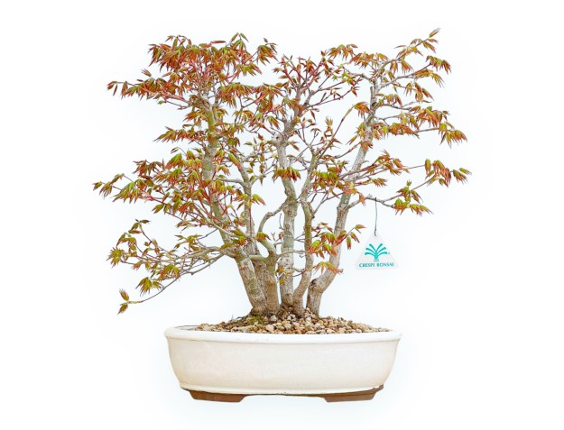Acer Palmatum Deshojo - Arce - 40 cm