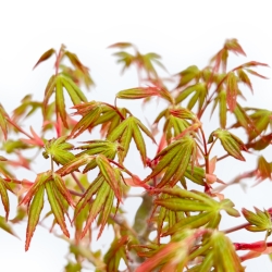 Acer Palmatum Deshojo - Ahorne - 40 cm