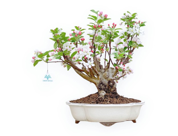 Malus Evereste - Pommier - 44 cm