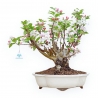 Malus Evereste - Melo - 44 cm