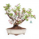 Malus Evereste - Melo - 44 cm