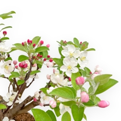 Malus Evereste - Apple Tree - 44 cm