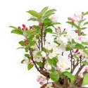 Malus Evereste - Melo - 44 cm