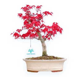Acer Palmatum Deshojo - Acero - 32 cm