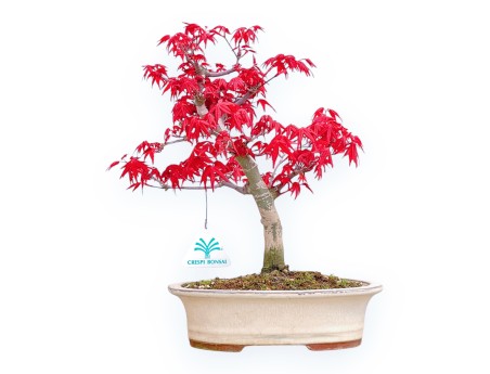Acer Palmatum Deshojo - Érable - 32 cm