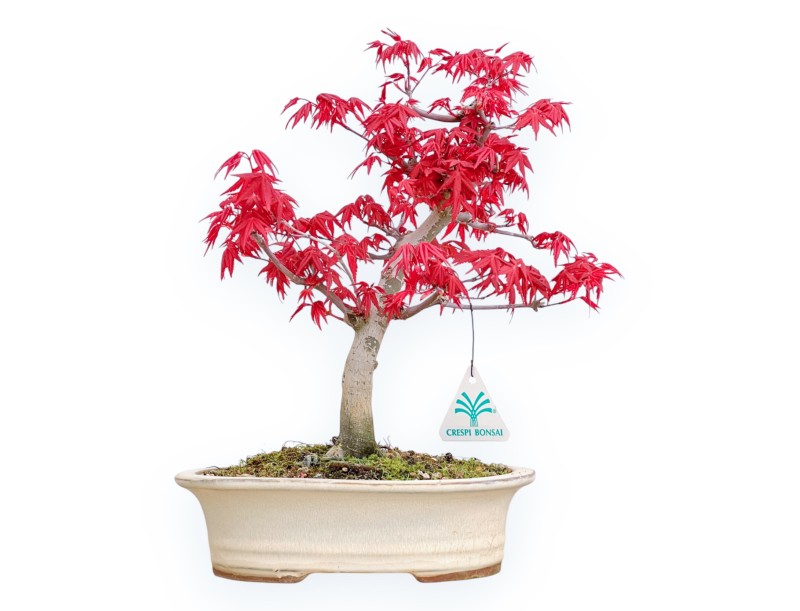 Acer Palmatum Deshojo - Esdoorn - 32 cm