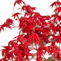 Acer Palmatum Deshojo - Acero - 32 cm