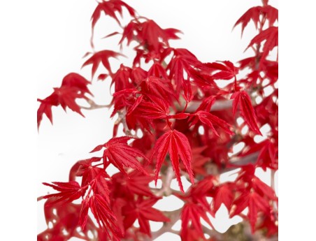 Acer Palmatum Deshojo - Ahorne - 32 cm