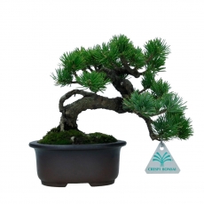 Pinus pentaphylla - Pine five needles - 19 cm