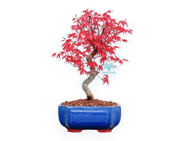 Acer Palmatum Deshojo - Arce - 30 cm
