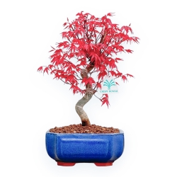Acer Palmatum Deshojo - Esdoorn - 30 cm