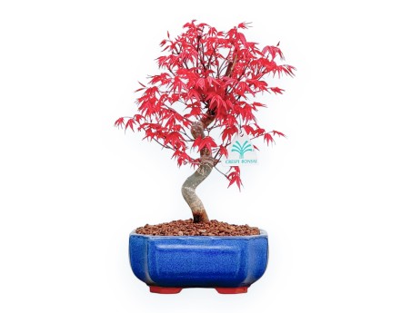 Acer Palmatum Deshojo - Acero - 30 cm