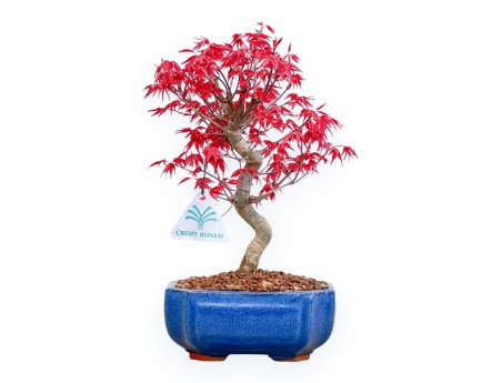 Acer Palmatum Deshojo - Maple - 30 cm