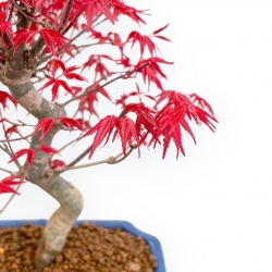 Acer Palmatum Deshojo - Esdoorn - 30 cm