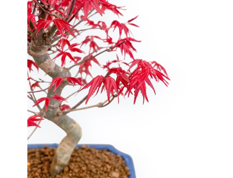 Acer Palmatum Deshojo - Arce - 30 cm