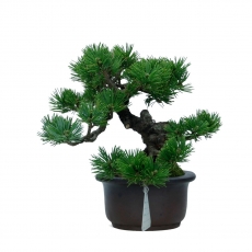 Pinus pentaphylla - Pin à cinq aiguilles - 19 cm
