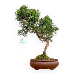 Juniperus Chinensis Itoigawa - Genévrier - 46 cm