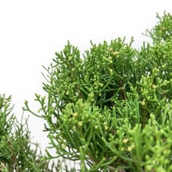 Juniperus Chinensis Itoigawa - Genévrier - 46 cm