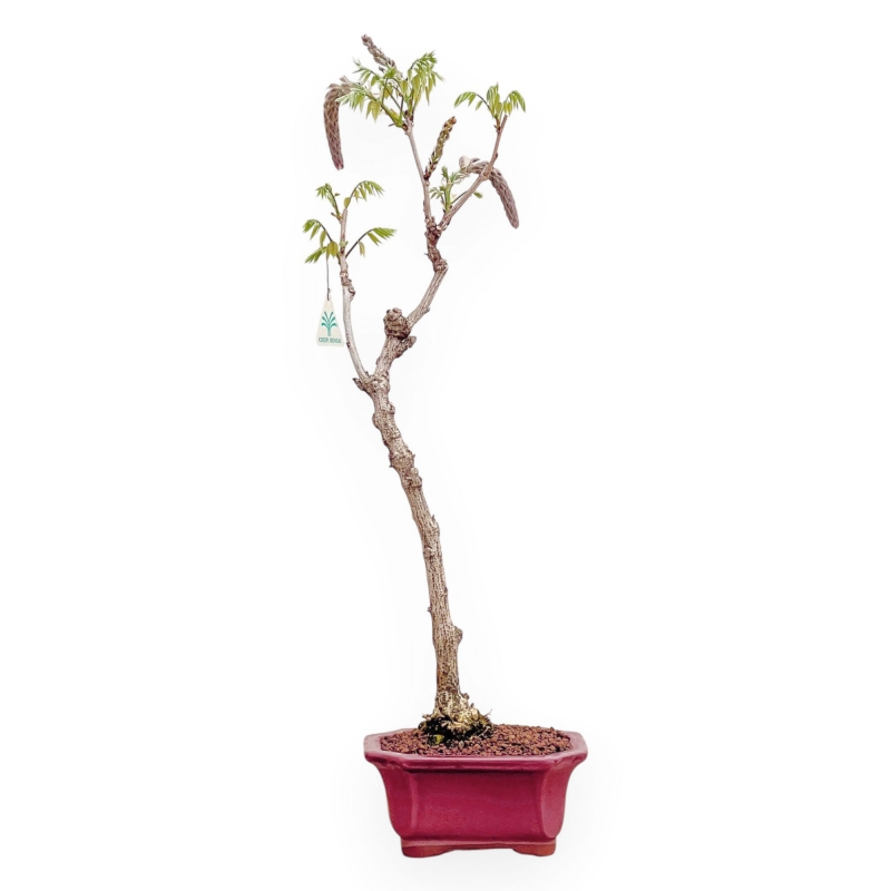 Wisteria Floribunda - Glicine - 64 cm