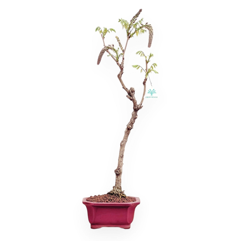 Wisteria Floribunda - Glicine - 64 cm