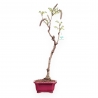 Wisteria Floribunda - Glicine - 64 cm