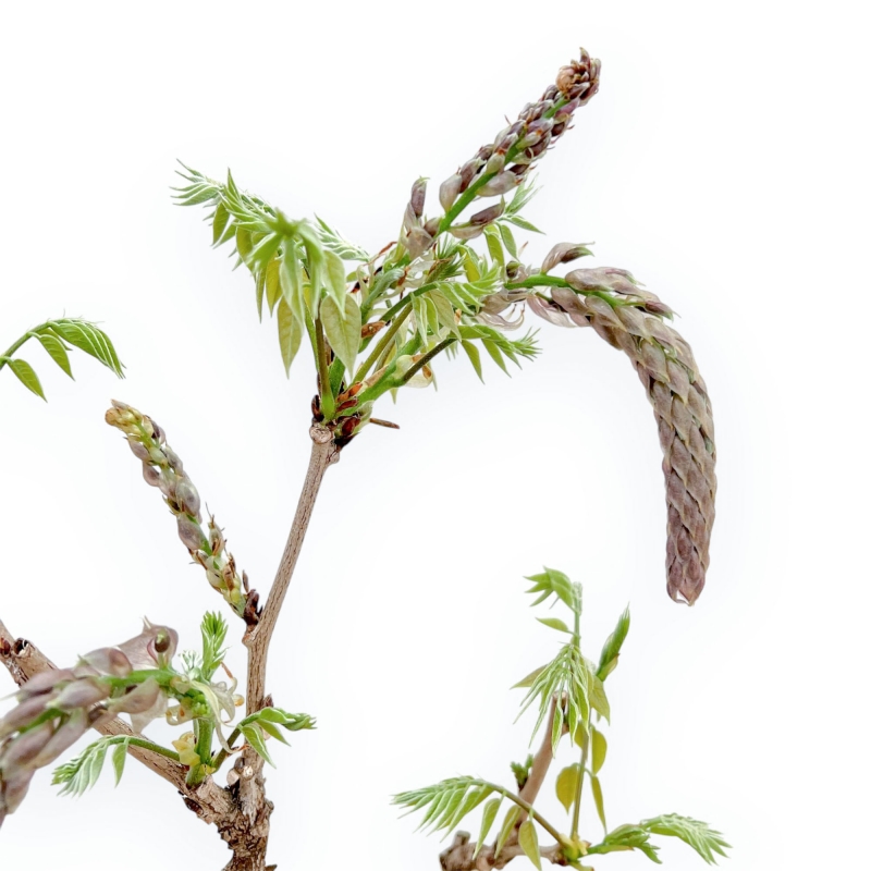 Wisteria Floribunda - Glicine - 64 cm