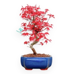 Acer Palmatum Deshojo - Acero - 33 cm