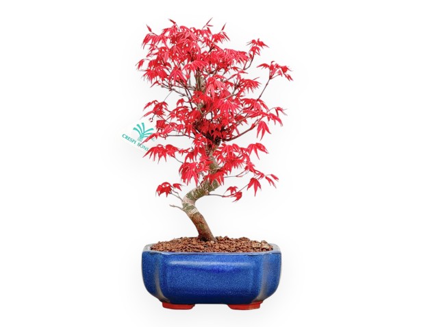 Acer Palmatum Deshojo - Arce - 33 cm