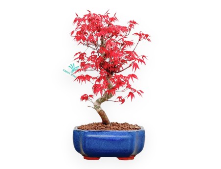 Acer Palmatum Deshojo - Arce - 33 cm