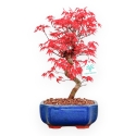 Acer Palmatum Deshojo - Acero - 33 cm