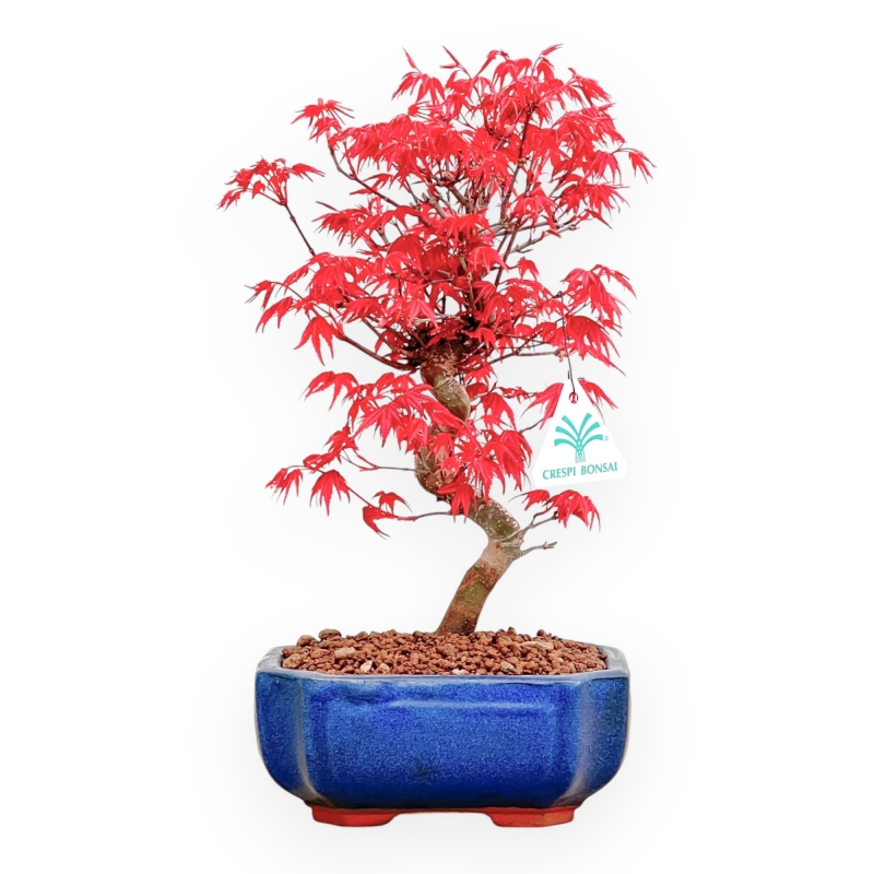 Acer Palmatum Deshojo - Acero - 33 cm