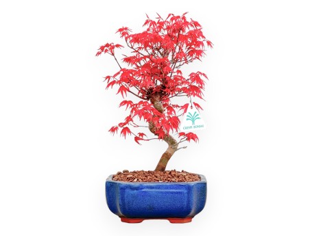 Acer Palmatum Deshojo - Arce - 33 cm