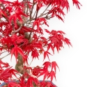 Acer Palmatum Deshojo - Acero - 33 cm