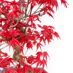 Acer Palmatum Deshojo - Acero - 33 cm