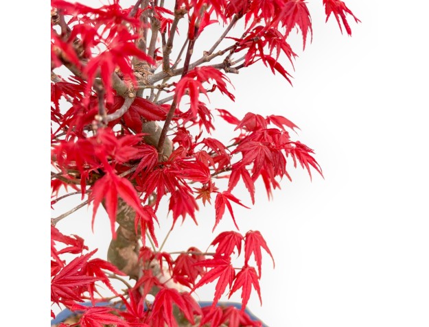 Acer Palmatum Deshojo - Ahorne - 33 cm 2